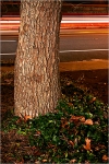 Filename=treecars1-2vpweb.jpg
Filesize=330KB
Dimensions=402x602
Date added=Nov 27, 2007 treecars1-2vpweb.jpg