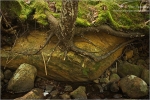 Filename=ARrockroots2vpweb.jpg
Filesize=215KB
Dimensions=602x402
Date added=Nov 27, 2007 ARrockroots2vpweb.jpg