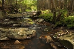 Filename=ARstreammoss1vpweb.jpg
Filesize=211KB
Dimensions=602x402
Date added=Nov 27, 2007 ARstreammoss1vpweb.jpg