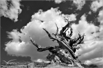 Filename=SGbristlecone1vpweb.jpg
Filesize=124KB
Dimensions=602x402
Date added=Nov 26, 2007 SGbristlecone1vpweb.jpg