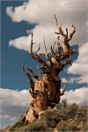 Filename=SGbristlecone2vpweb.jpg
Filesize=194KB
Dimensions=402x602
Date added=Nov 26, 2007 SGbristlecone2vpweb.jpg