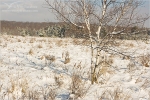 Filename=TTbirchsnow1vpweb.jpg
Filesize=199KB
Dimensions=602x402
Date added=Jan 17, 2008 TTbirchsnow1vpweb.jpg