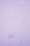 Filename=needlesnow1-2vpweb.jpg
Filesize=101KB
Dimensions=402x602
Date added=Nov 27, 2007 needlesnow1-2vpweb.jpg