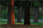 Filename=treesunrise1vpweb.jpg
Filesize=168KB
Dimensions=602x402
Date added=Nov 27, 2007 treesunrise1vpweb.jpg
