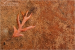 Filename=MRleafsand1vpweb.jpg
Filesize=199KB
Dimensions=602x402
Date added=Jan 17, 2008 MRleafsand1vpweb.jpg