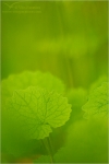 Filename=TTleafabstract1vpweb.jpg
Filesize=104KB
Dimensions=402x602
Date added=Nov 27, 2007 TTleafabstract1vpweb.jpg