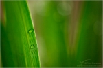 Filename=grassdrops3vpweb.jpg
Filesize=106KB
Dimensions=602x402
Date added=Jan 17, 2008 grassdrops3vpweb.jpg