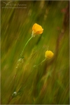 Filename=yellowwithgrass1-4vpweb.jpg
Filesize=121KB
Dimensions=402x602
Date added=Nov 27, 2007 yellowwithgrass1-4vpweb.jpg