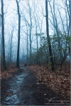 Filename=MRfoggytrail1.jpg
Filesize=257KB
Dimensions=402x602
Date added=Feb 04, 2008 MRfoggytrail1.jpg
